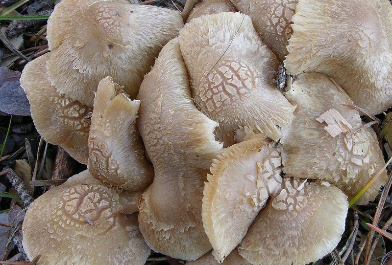 Inocybe sp.